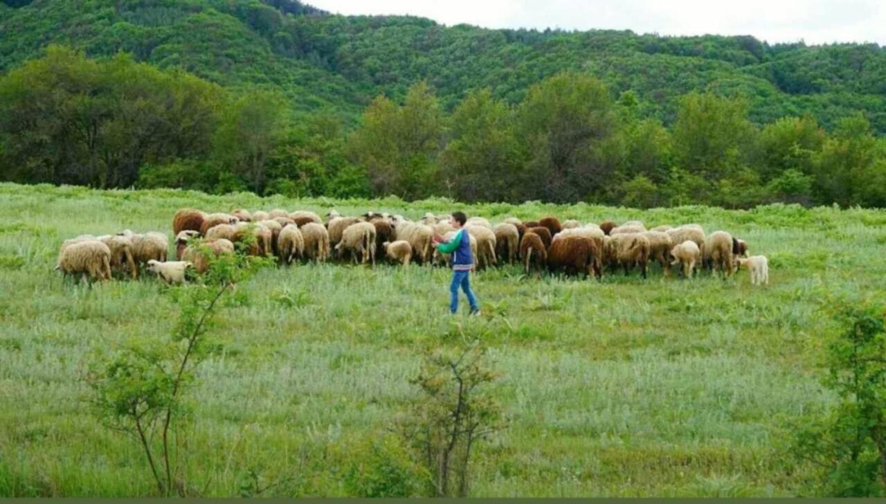 הוילה Tservenyano Ранчо Бандера מראה חיצוני תמונה
